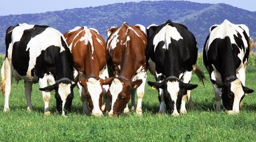 منع ذبح الأبقار الحلوب بسبب النقص المسجل في مادة الحليب بالمغرب