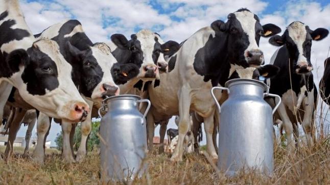 أمام استمرار أزمة الحليب الحكومة تخرج عن صمتها..
