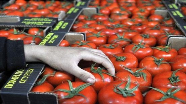 حجم صادرات المغرب من الطماطم بلغت حوالي 716.00 مليون كلغ ..