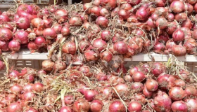 المغرب يستورد البصل من هولندا مصر وتركيا لتغطية الحاجيات الوطنية ؟..