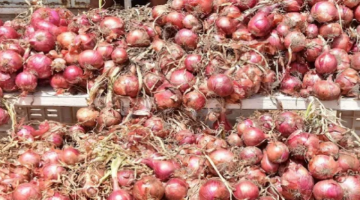 المغرب يستورد البصل من هولندا مصر وتركيا لتغطية الحاجيات الوطنية ؟..