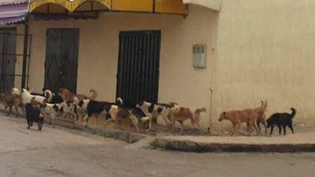 المصادقة على مشروع قانون حماية الحيوانات الضالة والوقاية من أخطارها ..