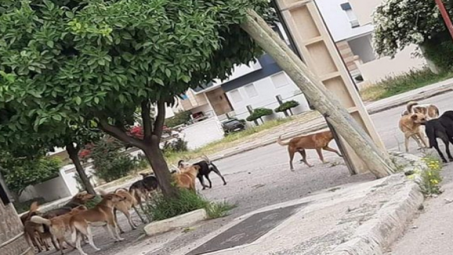 مخاطر ظاهرة انتشار الكلاب الضالة بالشوارع تؤرق المواطنين المغاربة