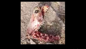 تازة: حالة توتر وغليان بمركز واد امليل بسبب فديو عظام غريبة ..؟