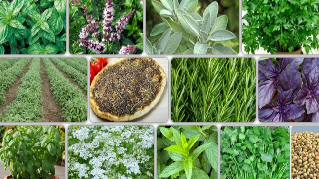 الزعفران والنباتات الطبية عنوانا وأفقا ومنصة للتلاقي في مهرجان بولمان ..