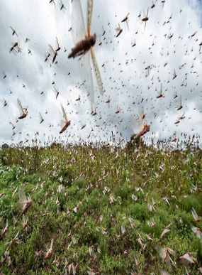منظمة “الفاو”: تنبه في تقرير لها لزحف أسراب الجراد نحو جنوب المغرب ..