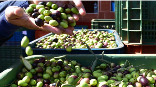 توقعات الحكومة بتضاعف إنتاج الزيتون هذا الموسم ليبلغ مليوني طن ..