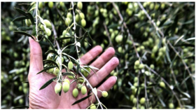 فرنسا تمنع دخول شحنة زيتون قادمة من المغرب بسبب مبيد كميائي ..