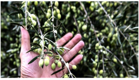 فرنسا تمنع دخول شحنة زيتون قادمة من المغرب بسبب مبيد كميائي ..