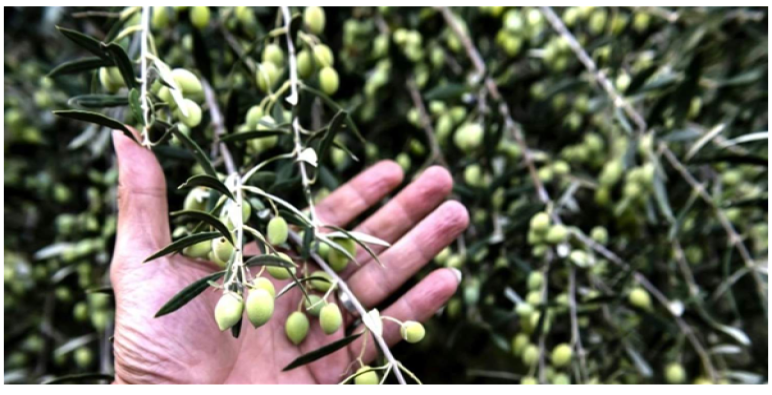 فرنسا تمنع دخول شحنة زيتون قادمة من المغرب بسبب مبيد كميائي ..