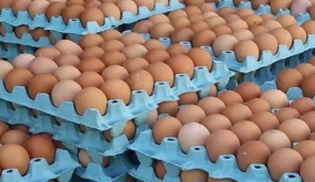ارتفاع اسعار البيض في الأسواق المغربية بسبب زيادة الطلب قبل رمضان