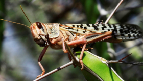 الجراد بجنوب المغرب ومنظمة الفاو تدعو لتكثيف جهود المسح والمواكبة ..