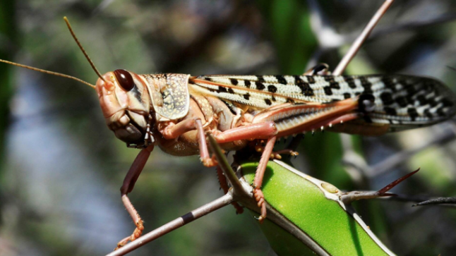 الجراد بجنوب المغرب ومنظمة الفاو تدعو لتكثيف جهود المسح والمواكبة ..