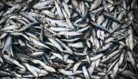 بسبب الراحة البيولوجية قفزة صاروجية لاسعار سمك السردين بالمغرب ..