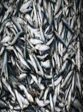 مرصد: اختلالات خطيرة داخل منظومة تسويق الاسماك بالمغرب ..