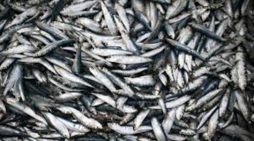 بسبب الراحة البيولوجية قفزة صاروجية لاسعار سمك السردين بالمغرب ..