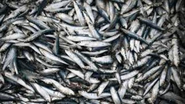 مرصد: اختلالات خطيرة داخل منظومة تسويق الاسماك بالمغرب ..