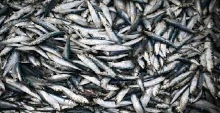 بسبب الراحة البيولوجية قفزة صاروجية لاسعار سمك السردين بالمغرب ..