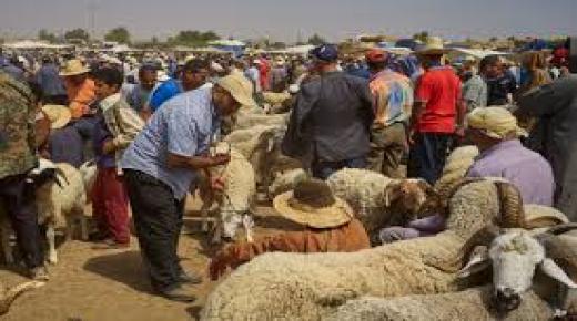 صعوبة كبيرة لدى الأسر المغربية لاقتناء أضحية العيد بسبب الغلاء ..
